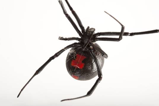 黑寡妇（球蛛科寇蛛属动物）