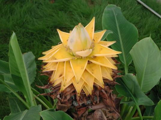 地涌金莲（芭蕉科地涌金莲属植物）