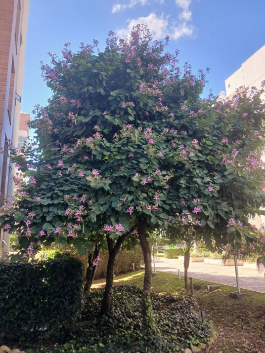 羊蹄甲（豆科羊蹄甲属植物）