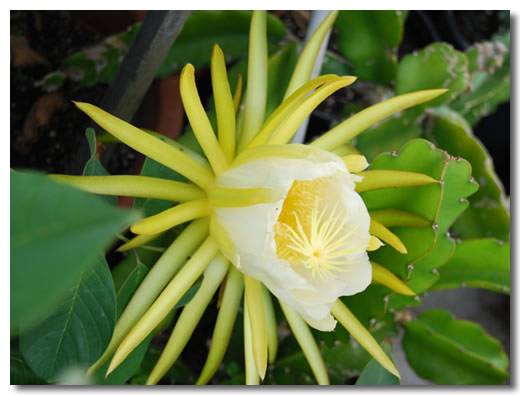 剑花（仙人掌目仙人掌科植物）