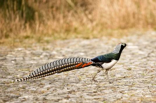 白腹锦鸡（雉科锦鸡属鸟类）