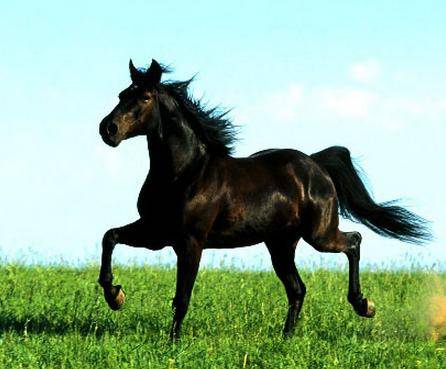 蒙古马（马科动物）