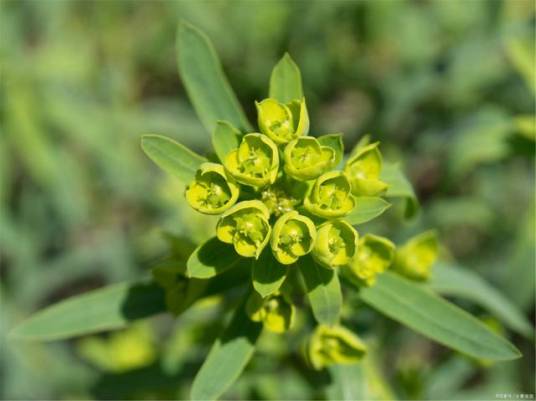 大戟(大戟科大戟属植物)