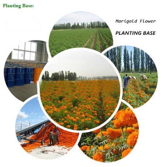 饭局(汉语词语)