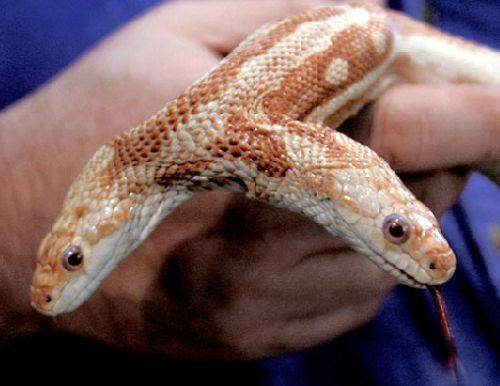 双头蛇（蛇的变异现象）