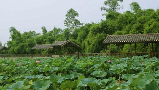 休闲农业（一种新型农业生产经营形态）