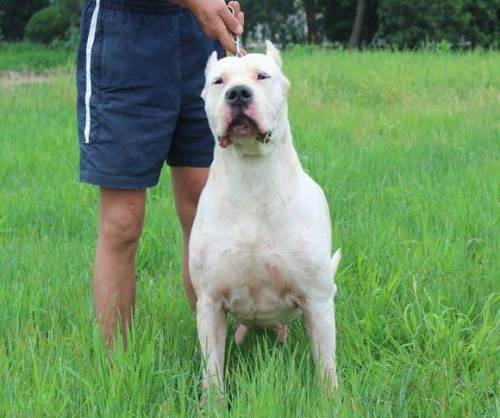 杜高（犬科犬属动物）