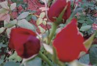 米雅（观赏植物）