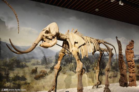 远古生物（英国广播公司BBC推出的纪录片）