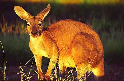 红袋鼠（哺乳纲有袋类动物）