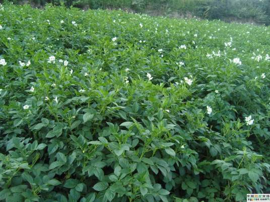 紫金砂（中药材）