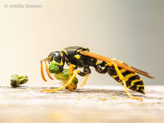 杀人蜂（蜜蜂科蜜蜂属动物）