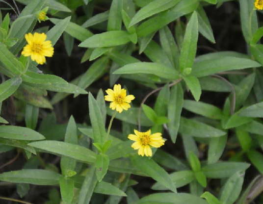 蟛蜞菊（中药名）