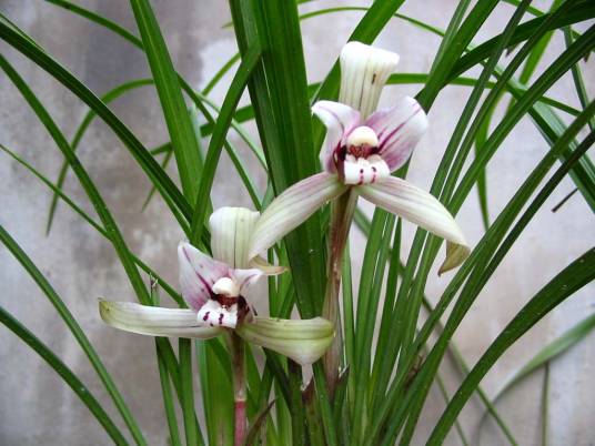 花中君子（观赏植物）