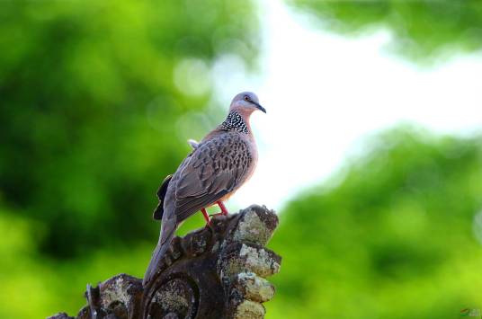 斑鸠（鸽形目鸠鸽科斑鸠属鸟类的统称）