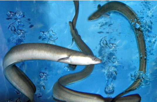 白鳝(日本鳗鲡)