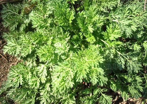 黄花蒿（菊科蒿属植物）