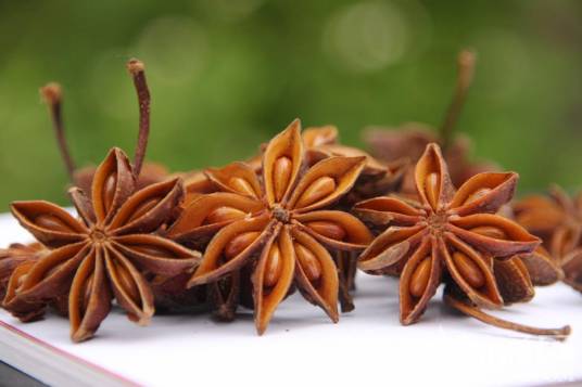 八角茴香（木兰科八角属植物）