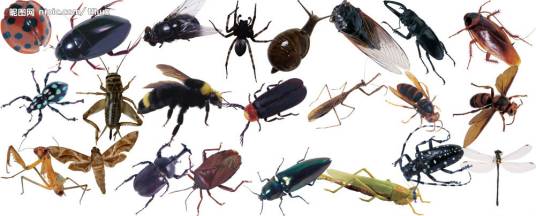 无脊椎动物（生物学名词）