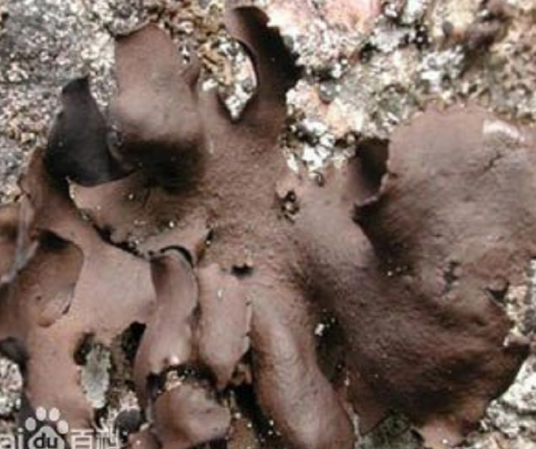 石耳（清热解毒类真菌）