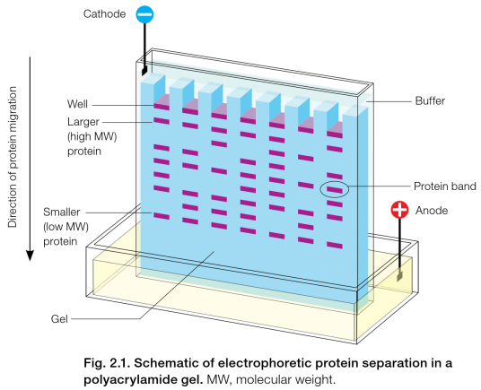 聚丙烯酰胺凝胶电泳（生物学分离技术）