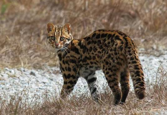 云猫（哺乳纲动物）