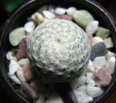 白鸟（仙人掌科乳突球属植物）