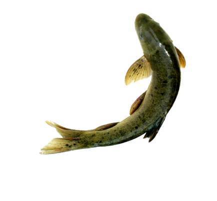 雅鱼（四川省雅安市特产）