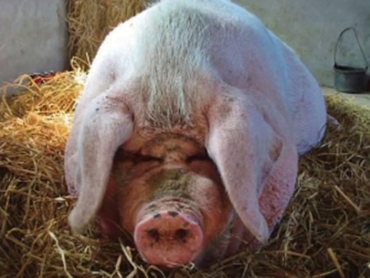 猪王（当地最重和饲养时间最长的猪）