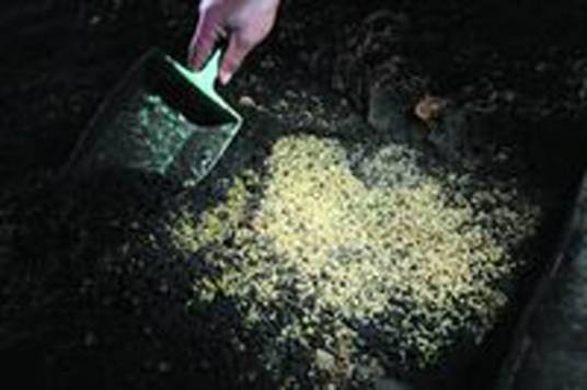 蛆虫(昆虫纲双翅目动物的幼虫)