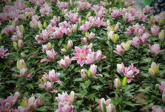 小百合（百合科百合属植物）