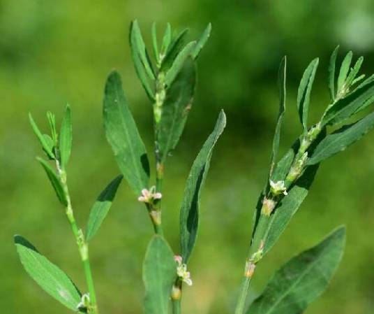 萹蓄(蓼科萹蓄属植物)