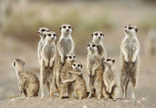 群居动物（生物物种）