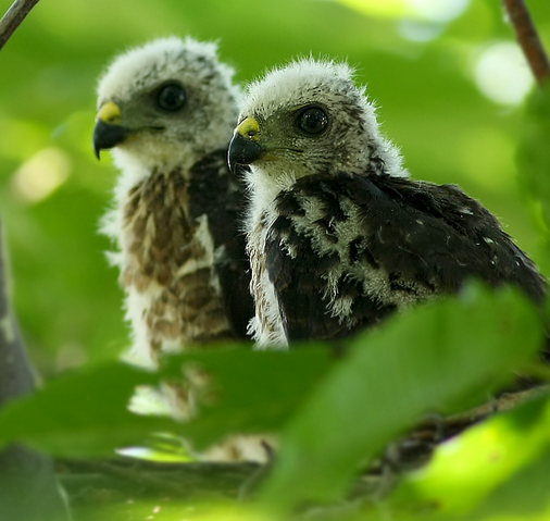 雏鹰（汉语词语）