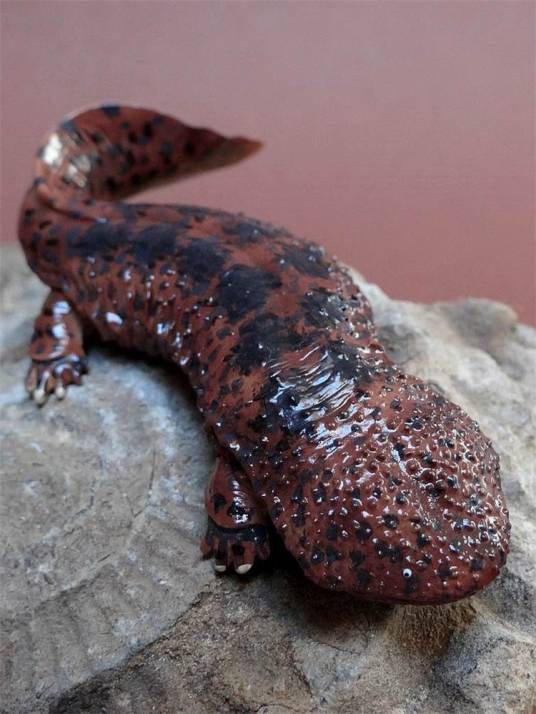 山椒鱼（两栖纲，有尾目，隐鳃鲵亚目动物的总称）