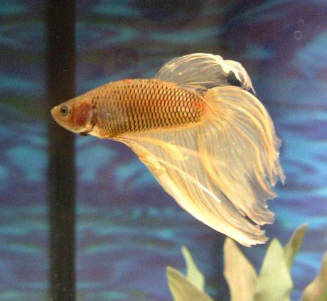 马尾(淡水热带鱼类)