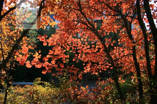 紫霞（黄栌属植物）