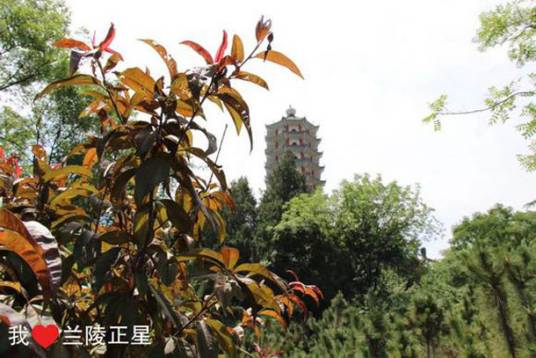 塔山公园(山东省兰陵县塔山公园)