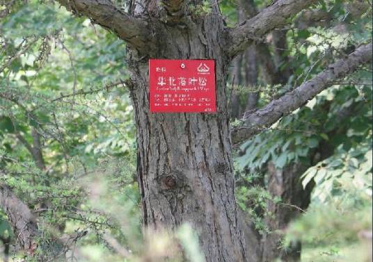 华北落叶松无性系-85263