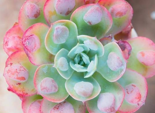 雨滴(多肉植物)