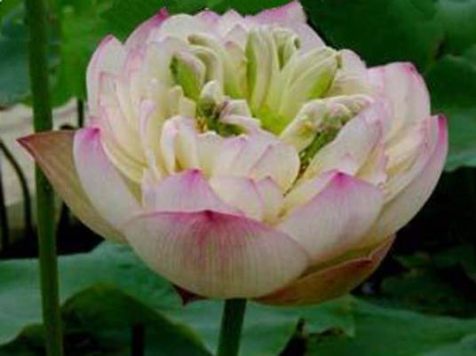 博雅(荷花品种)