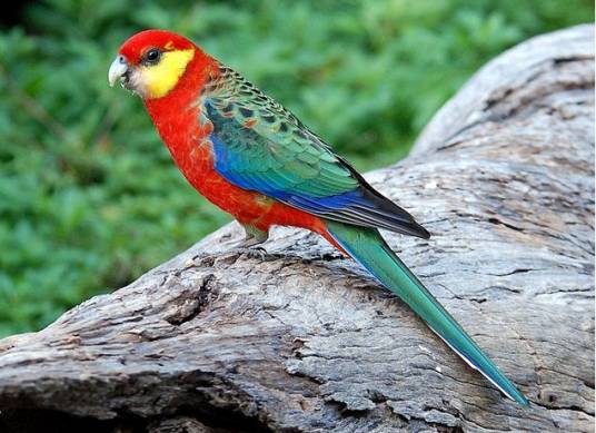 澳西玫瑰鹦鹉指名亚种