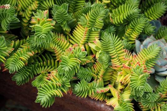 神刀(景天科青锁龙属植物)