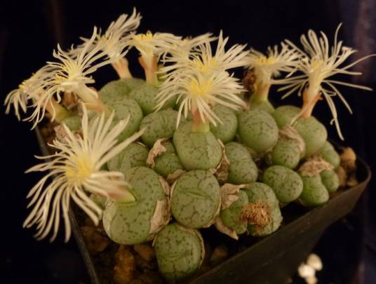 清姬(多肉植物)