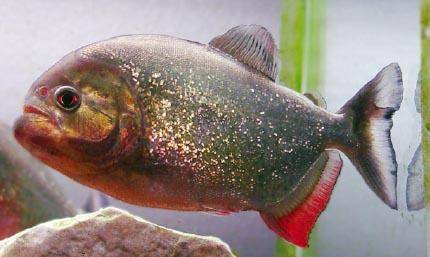 水虎鱼(1978年美国乔·丹蒂执导电影)