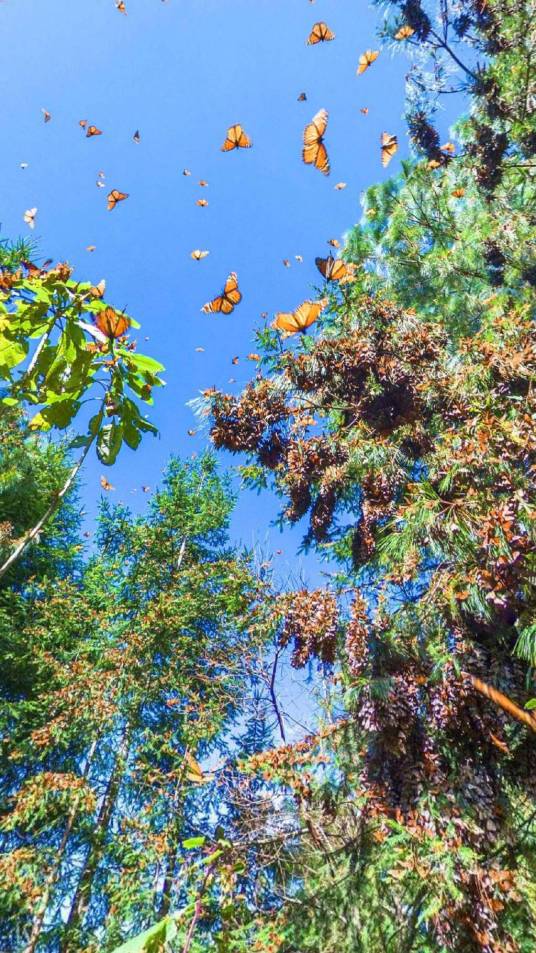 蝴蝶谷(新疆伊吾县苇子峡乡)