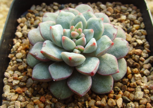 蓝宝石(多肉植物)