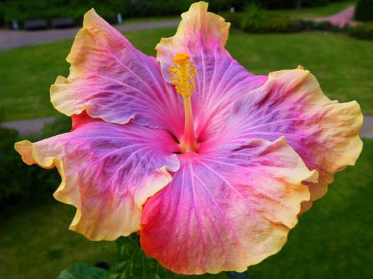 波斯地毯（朱槿品种）