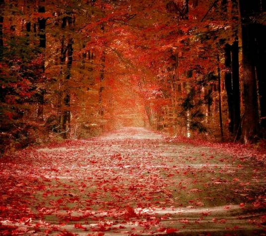 枫(海子的一首诗)