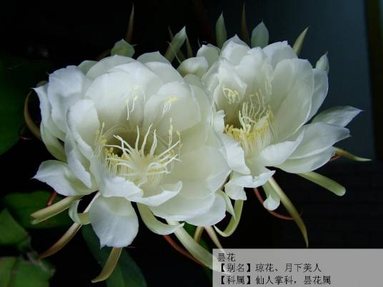 刹那芳华（2008年广西师范大学出版社出版的图书）